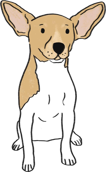 Marty, a small tan-and-white dog with big ears